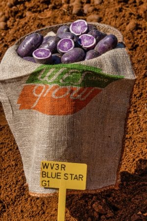 Wesgrow Varieties - Blue Star-1